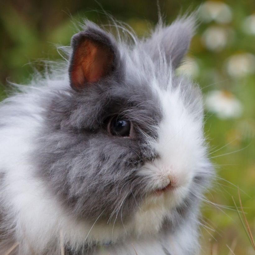 Rabbit