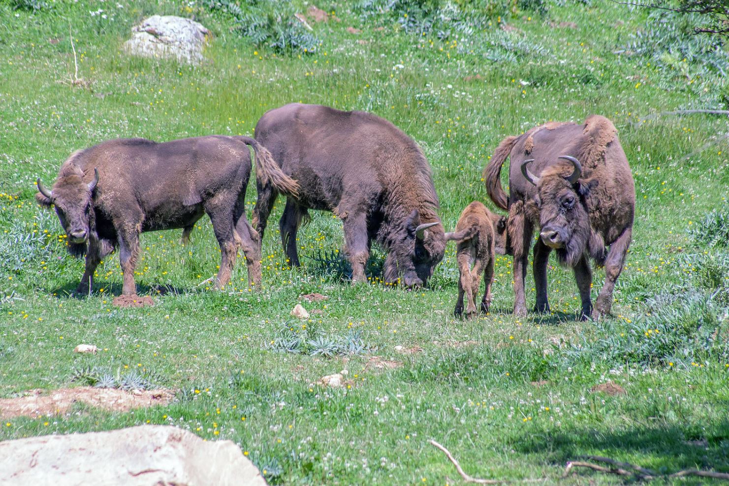bisonte europeo5515