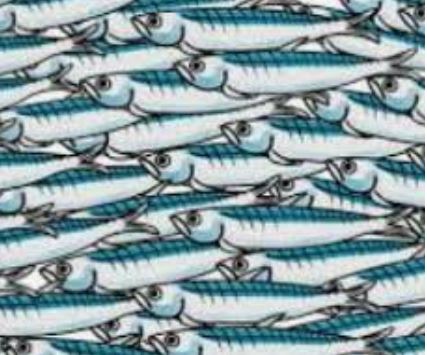 sardine