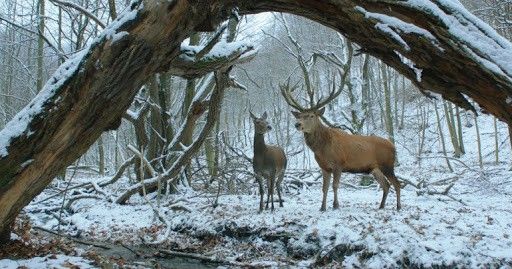 on_body_and_soul_2017-ea974cac 67ª Berlinale 2017